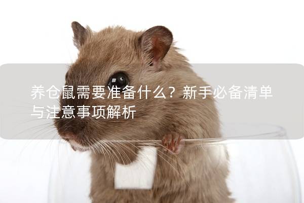 养仓鼠需要准备什么？新手必备清单与注意事项解析