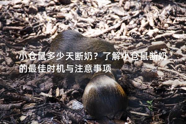 小仓鼠多少天断奶？了解小仓鼠断奶的最佳时机与注意事项