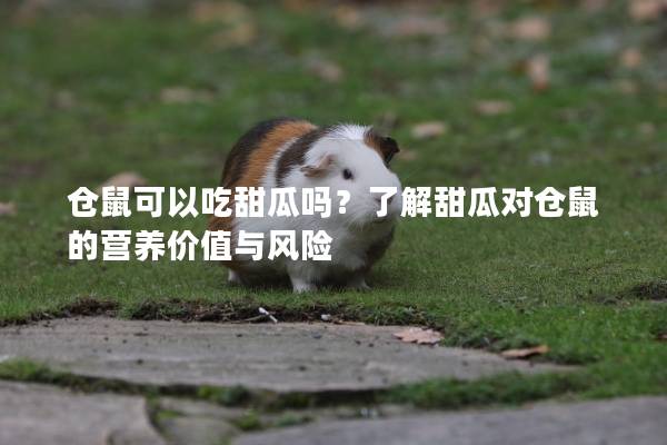 仓鼠可以吃甜瓜吗？了解甜瓜对仓鼠的营养价值与风险