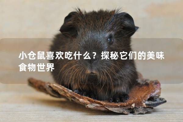 小仓鼠喜欢吃什么？探秘它们的美味食物世界