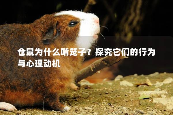 仓鼠为什么啃笼子？探究它们的行为与心理动机