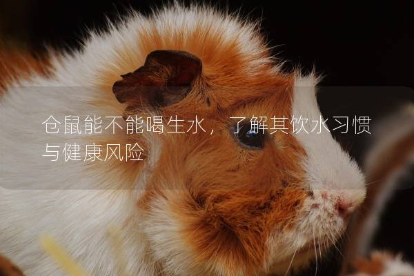 仓鼠能不能喝生水，了解其饮水习惯与健康风险