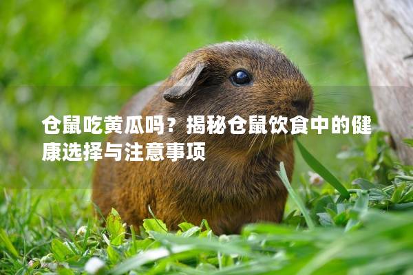 仓鼠吃黄瓜吗？揭秘仓鼠饮食中的健康选择与注意事项
