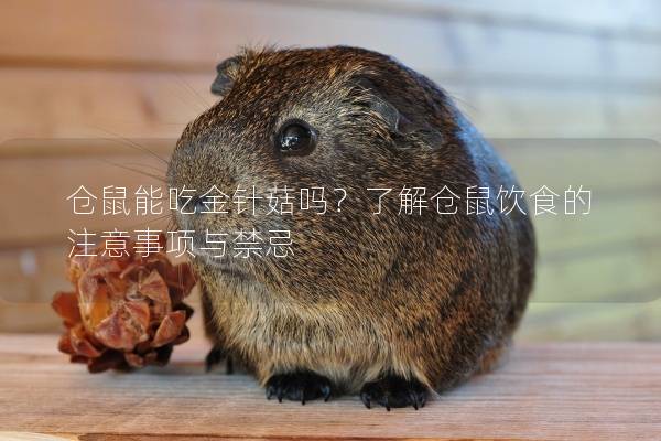 仓鼠能吃金针菇吗？了解仓鼠饮食的注意事项与禁忌