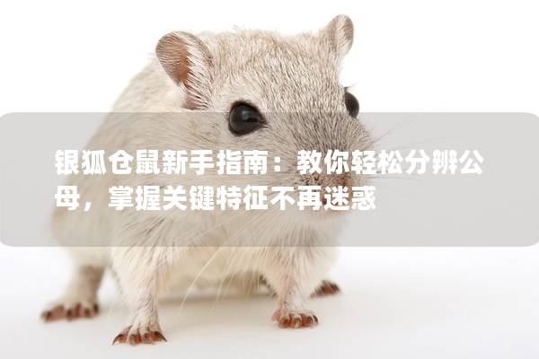 银狐仓鼠新手指南：教你轻松分辨公母，掌握关键特征不再迷惑