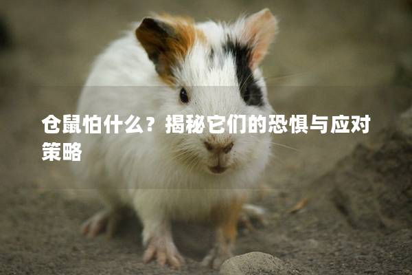 仓鼠怕什么？揭秘它们的恐惧与应对策略