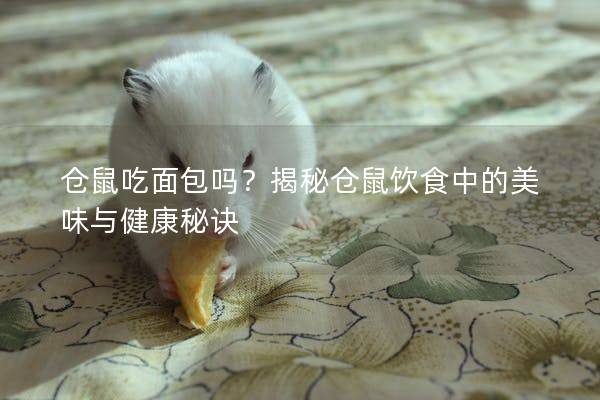 仓鼠吃面包吗？揭秘仓鼠饮食中的美味与健康秘诀