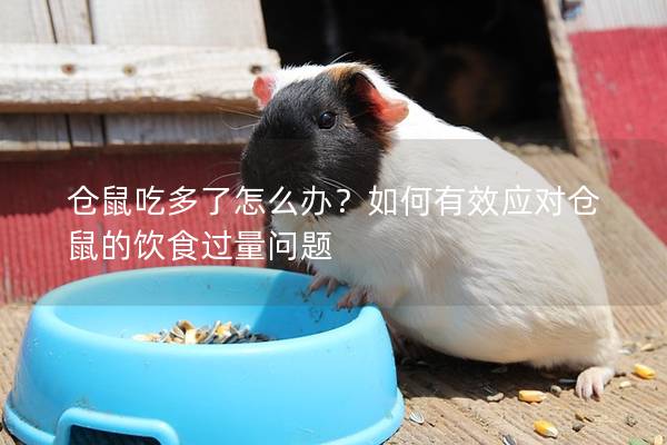 仓鼠吃多了怎么办？如何有效应对仓鼠的饮食过量问题