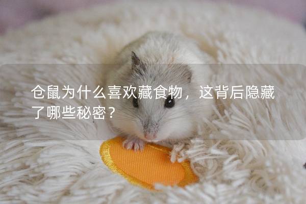 仓鼠为什么喜欢藏食物，这背后隐藏了哪些秘密？