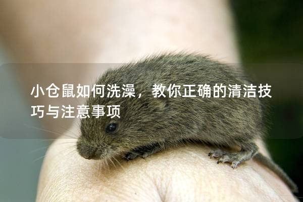 小仓鼠如何洗澡，教你正确的清洁技巧与注意事项