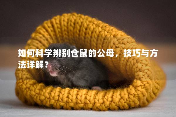 如何科学辨别仓鼠的公母，技巧与方法详解？