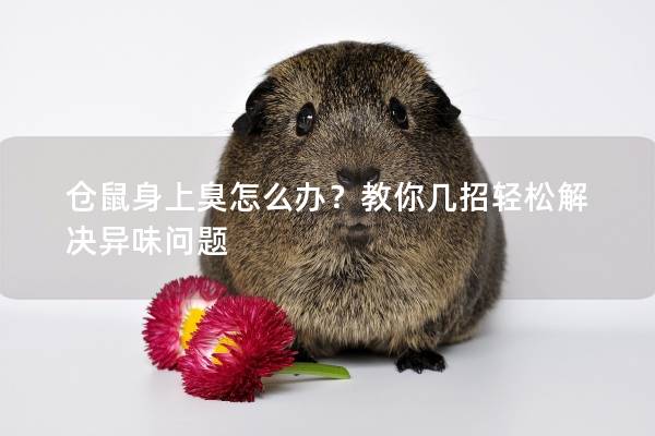仓鼠身上臭怎么办？教你几招轻松解决异味问题