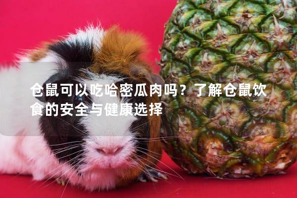 仓鼠可以吃哈密瓜肉吗？了解仓鼠饮食的安全与健康选择