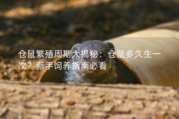 仓鼠繁殖周期大揭秘：仓鼠多久生一次？新手饲养指南必看