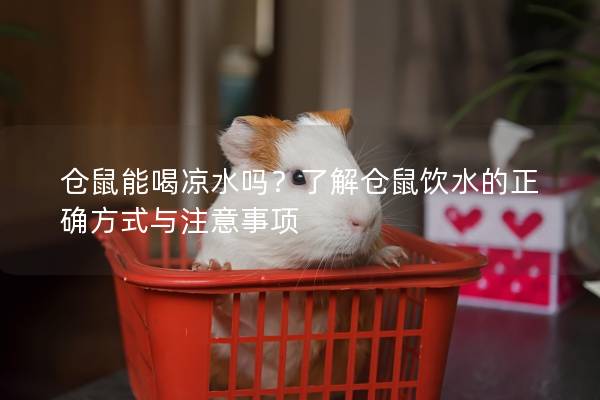 仓鼠能喝凉水吗？了解仓鼠饮水的正确方式与注意事项