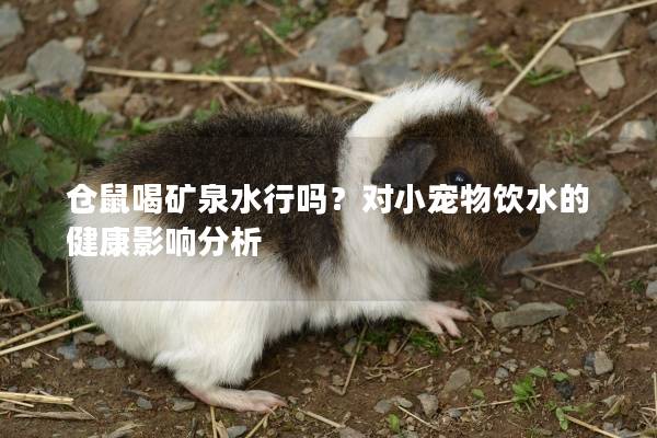 仓鼠喝矿泉水行吗？对小宠物饮水的健康影响分析