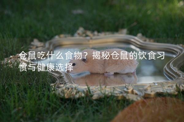 仓鼠吃什么食物？揭秘仓鼠的饮食习惯与健康选择