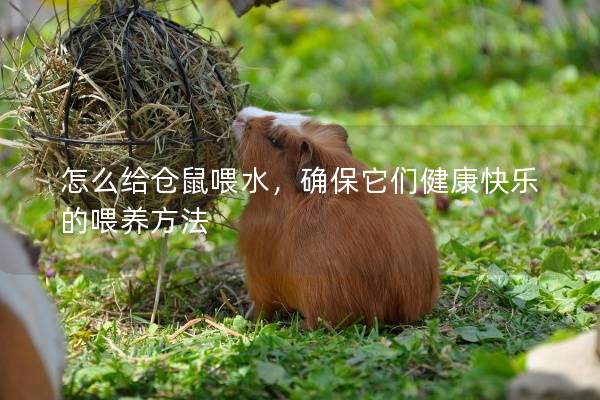 怎么给仓鼠喂水，确保它们健康快乐的喂养方法