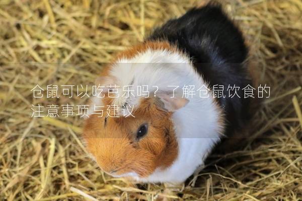 仓鼠可以吃芭乐吗？了解仓鼠饮食的注意事项与建议
