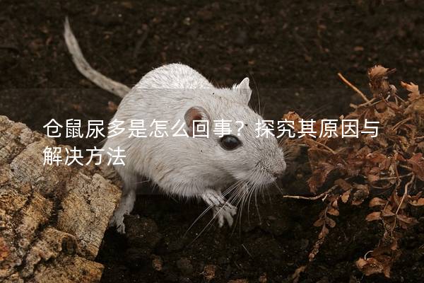 仓鼠尿多是怎么回事？探究其原因与解决方法