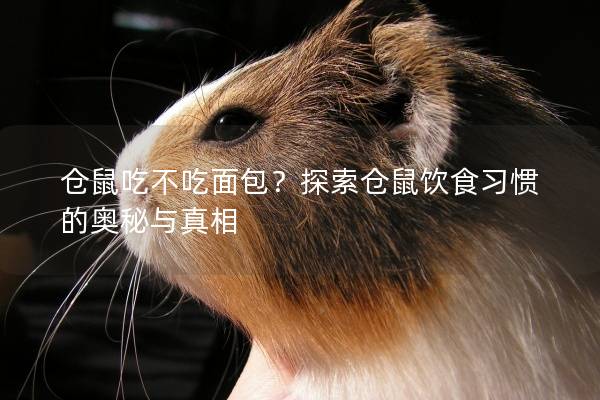 仓鼠吃不吃面包？探索仓鼠饮食习惯的奥秘与真相