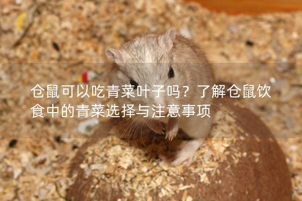 仓鼠可以吃青菜叶子吗？了解仓鼠饮食中的青菜选择与注意事项