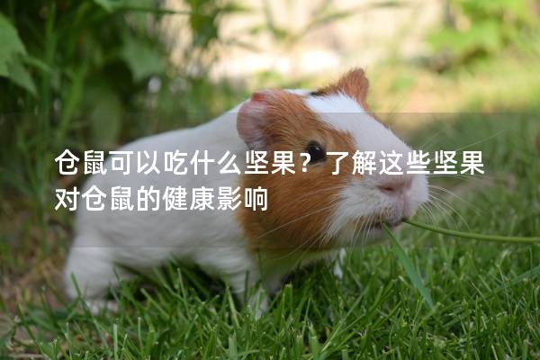 仓鼠可以吃什么坚果？了解这些坚果对仓鼠的健康影响
