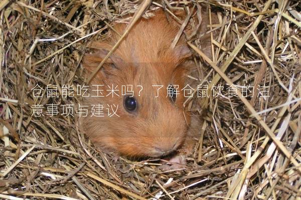 仓鼠能吃玉米吗？了解仓鼠饮食的注意事项与建议