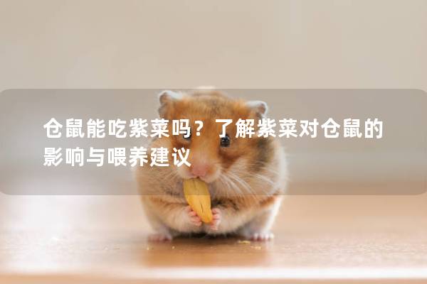 仓鼠能吃紫菜吗？了解紫菜对仓鼠的影响与喂养建议