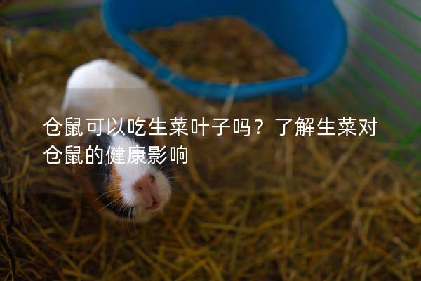 仓鼠可以吃生菜叶子吗？了解生菜对仓鼠的健康影响