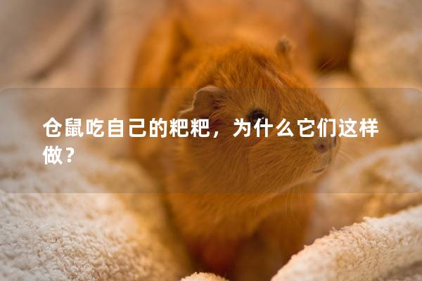 仓鼠吃自己的粑粑，为什么它们这样做？