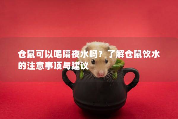 仓鼠可以喝隔夜水吗？了解仓鼠饮水的注意事项与建议