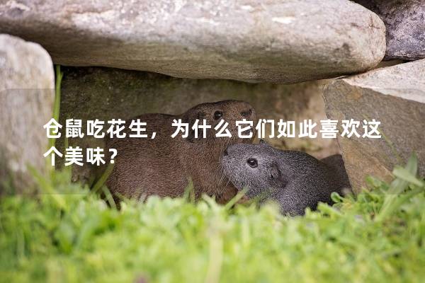 仓鼠吃花生，为什么它们如此喜欢这个美味？