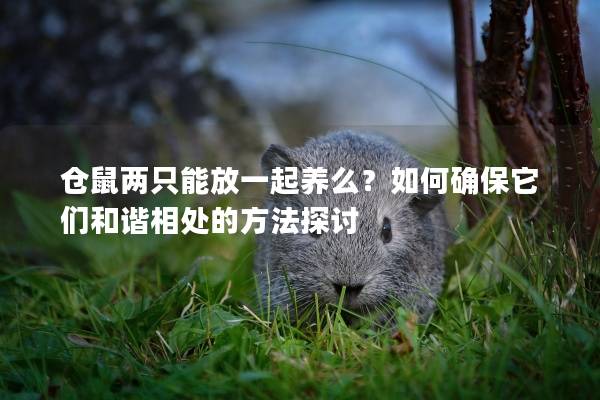 仓鼠两只能放一起养么？如何确保它们和谐相处的方法探讨