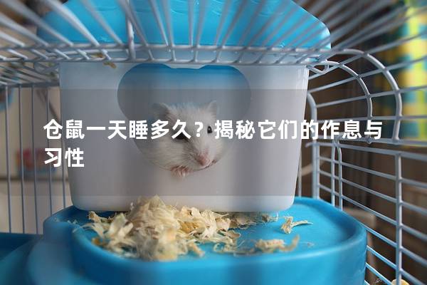 仓鼠一天睡多久？揭秘它们的作息与习性