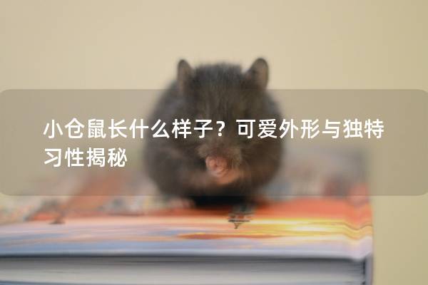 小仓鼠长什么样子？可爱外形与独特习性揭秘