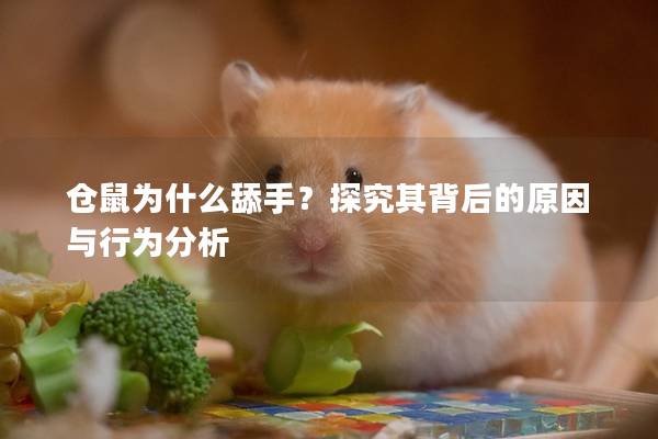仓鼠为什么舔手？探究其背后的原因与行为分析