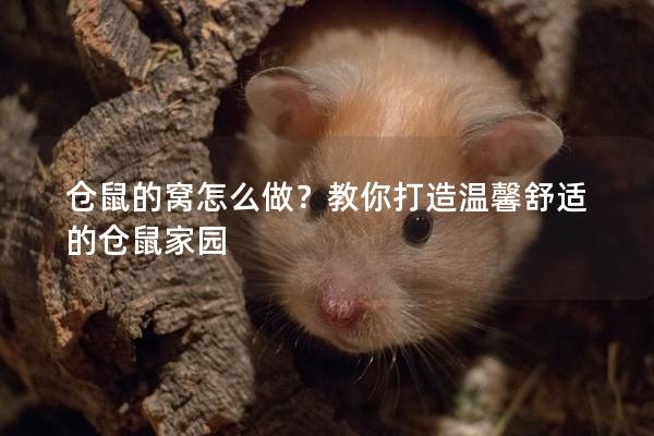 仓鼠的窝怎么做？教你打造温馨舒适的仓鼠家园