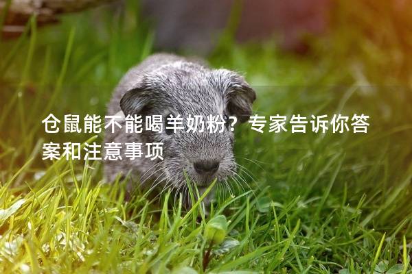 仓鼠能不能喝羊奶粉？专家告诉你答案和注意事项