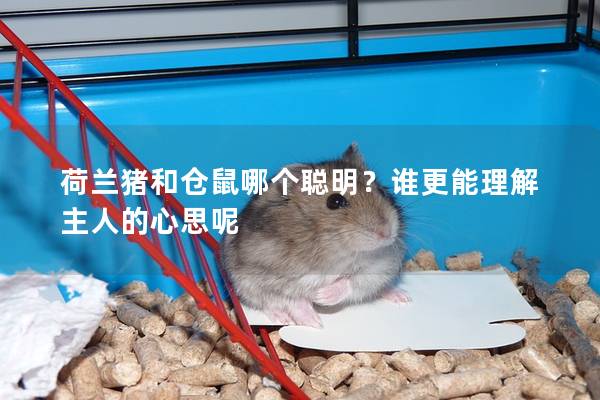 荷兰猪和仓鼠哪个聪明？谁更能理解主人的心思呢