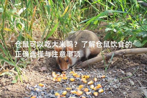 仓鼠可以吃大米吗？了解仓鼠饮食的正确选择与注意事项
