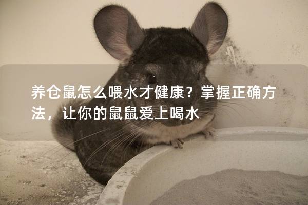 养仓鼠怎么喂水才健康？掌握正确方法，让你的鼠鼠爱上喝水