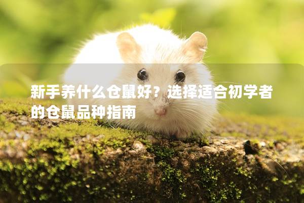 新手养什么仓鼠好？选择适合初学者的仓鼠品种指南