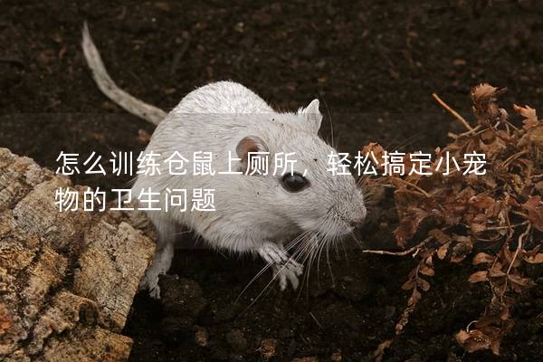 怎么训练仓鼠上厕所，轻松搞定小宠物的卫生问题