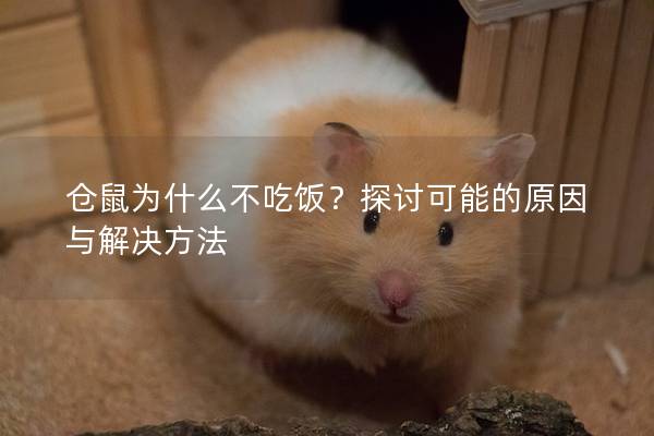 仓鼠为什么不吃饭？探讨可能的原因与解决方法