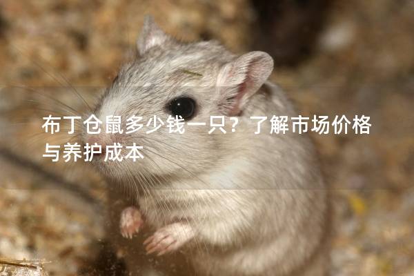 布丁仓鼠多少钱一只？了解市场价格与养护成本