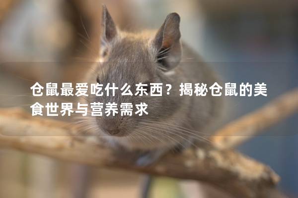 仓鼠最爱吃什么东西？揭秘仓鼠的美食世界与营养需求