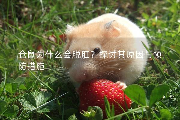 仓鼠为什么会脱肛？探讨其原因与预防措施