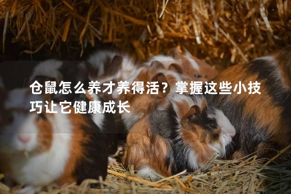 仓鼠怎么养才养得活？掌握这些小技巧让它健康成长