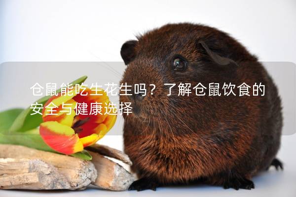 仓鼠能吃生花生吗？了解仓鼠饮食的安全与健康选择